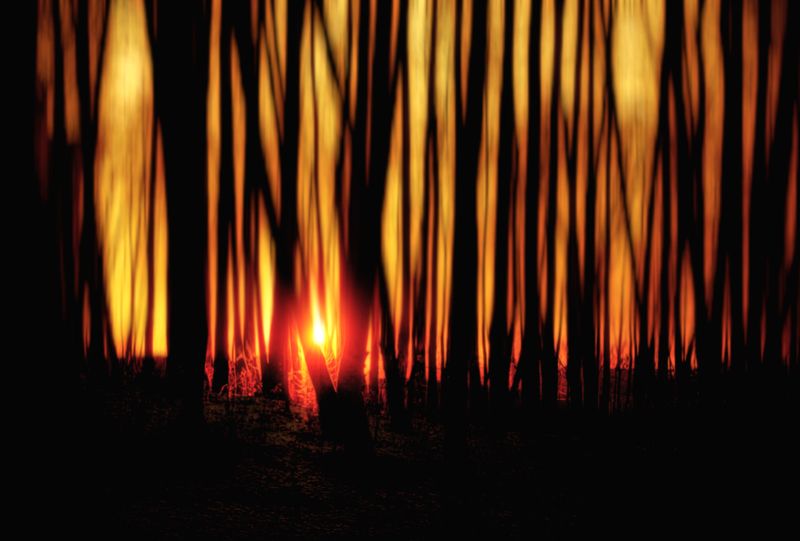 Утро в лесуphoto preview