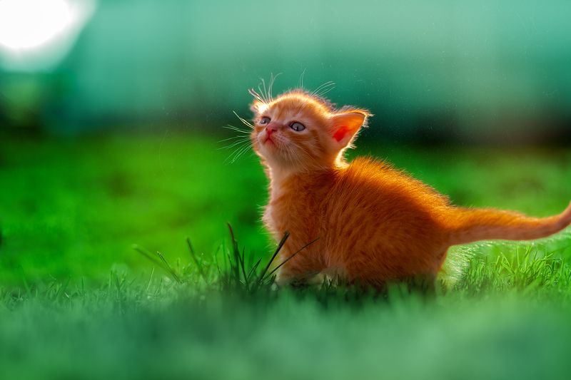 pets cats animals nature summer sunday cute ginger kitten ginger kittenphoto preview