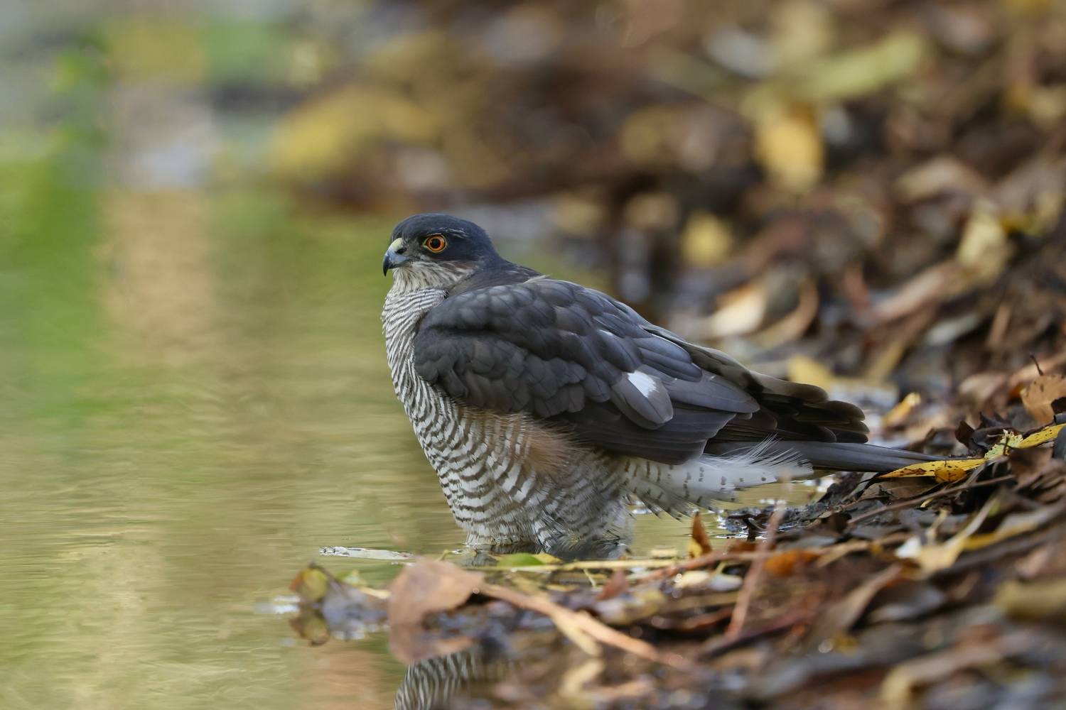 Hawk. Автор: David Manusevich , David Manusevich