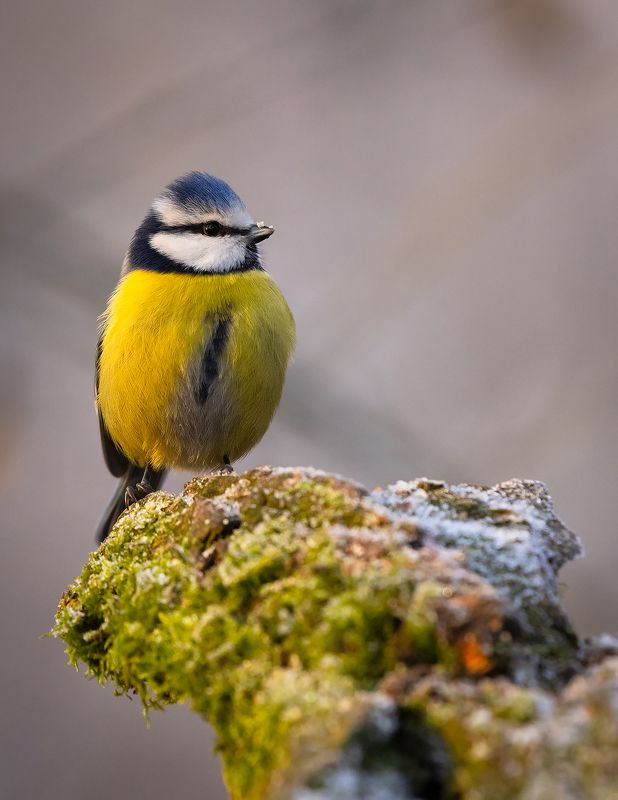 Titmousephoto preview