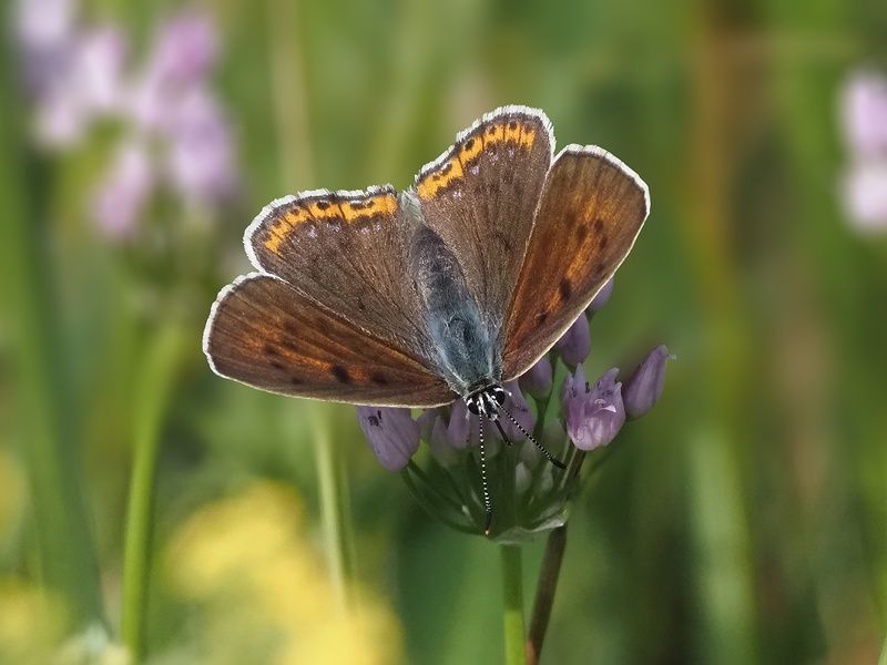 бабочки червонец альцифронphoto preview