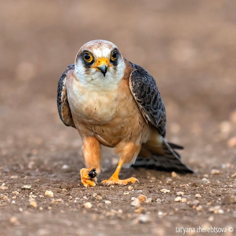 Кобчикphoto preview