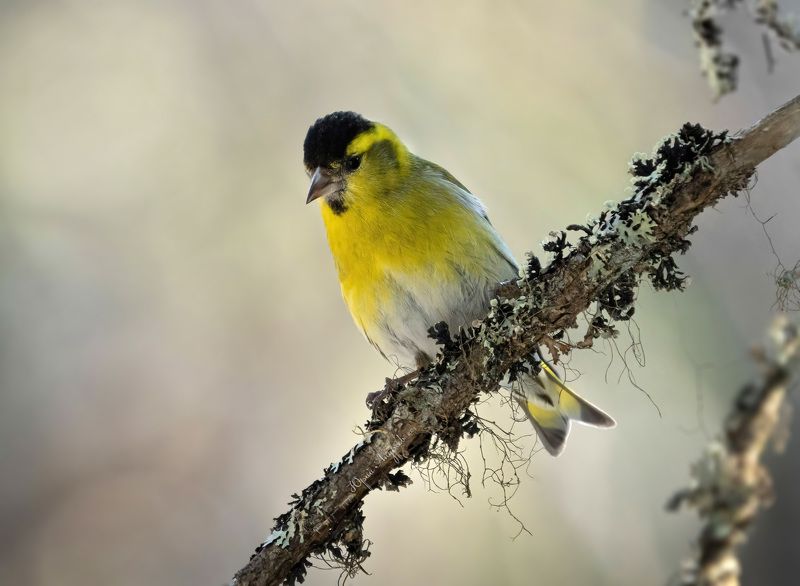 чиж Чиж фото превью