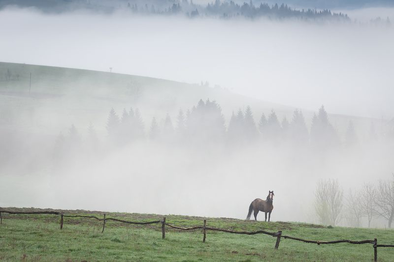 carpatian, horse, mist, fog, mountains Утро туманноеphoto preview