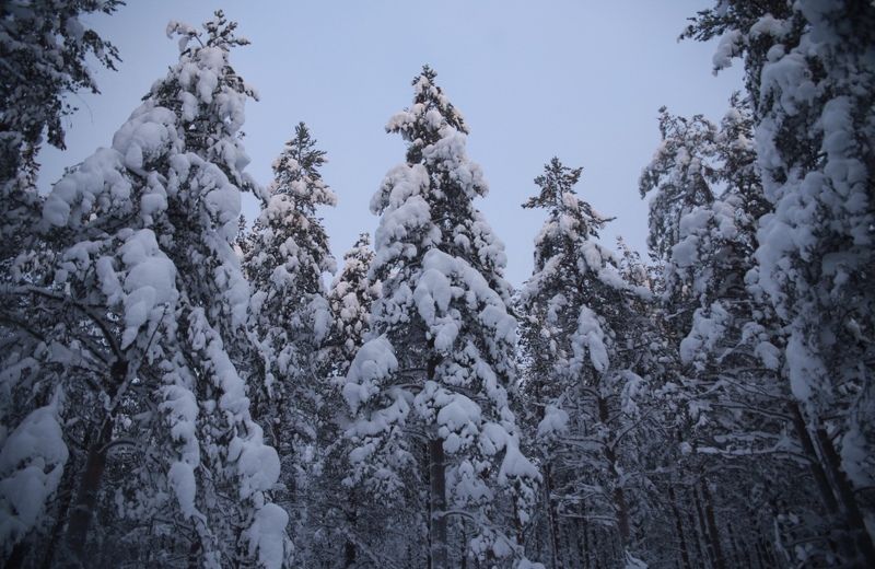 снег, зима, сосны, мороз, север, лес, сугробы Зимний лесphoto preview