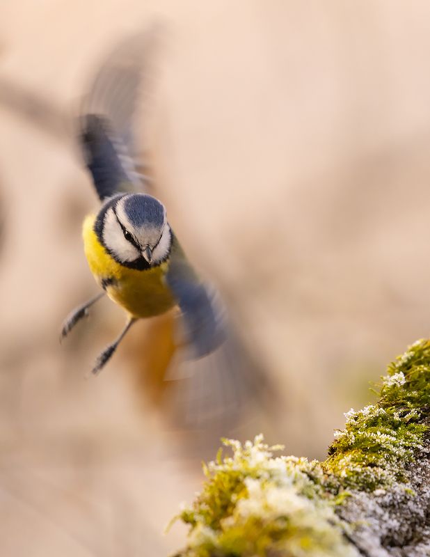 Titmousephoto preview