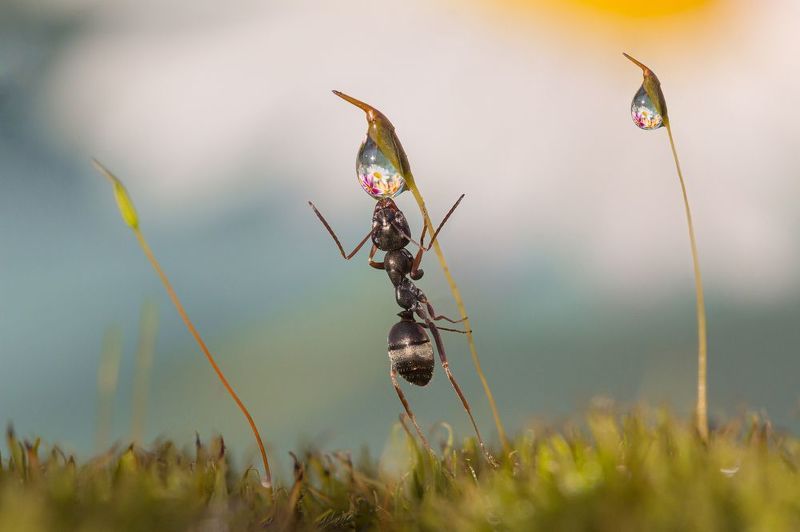 На цыпочкахphoto preview