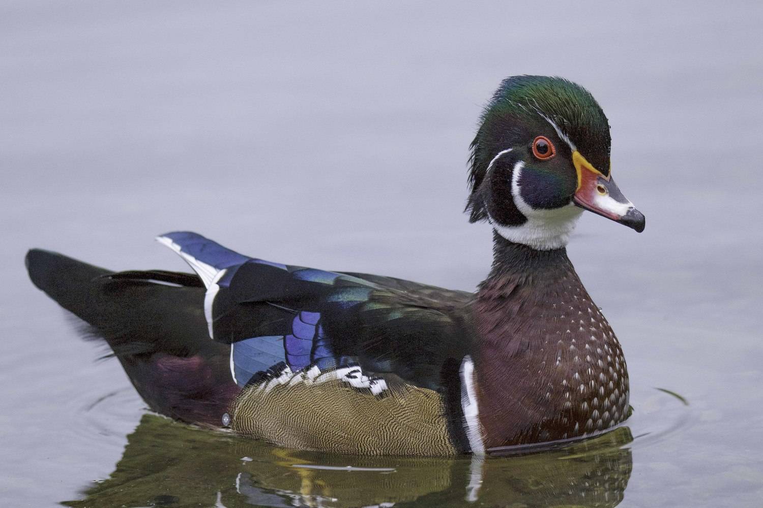 Wood duck. Автор: Ali Pashang , Ali Pashang