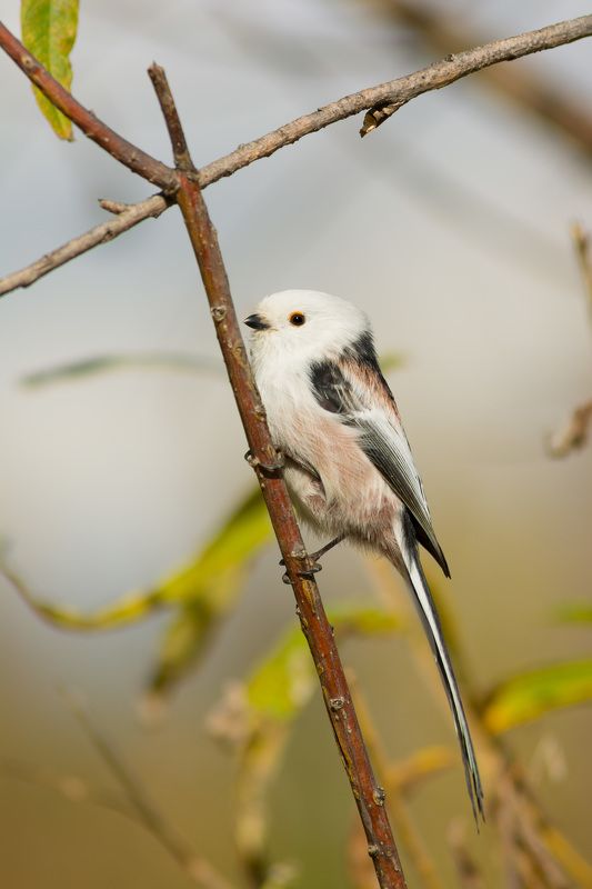 ополовник, длиннохвостая синица, птица, птицы, лес, осень, новосибирск Длиннохвостыйphoto preview