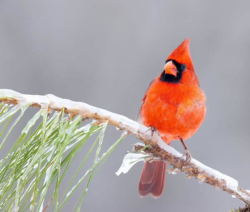 красный кардинал, northern cardinal, cardinal,кардинал, зима, winter bird С Новым Годом! Happy New Year! Красный кардиналphoto preview