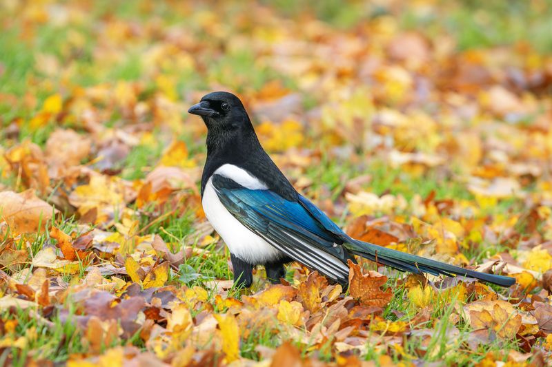 nature; wild; wildlife; animal; bird; сорока, magpiie; eurasian magpie, common magpie; pica pica, autumn; autumn colors; plumage; breeding plumage О том, как сорока-белобока в своем лучшем нараде по осени гулялаphoto preview