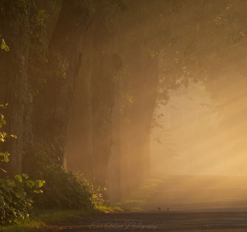 пейзаж, аллея, туман, свет, солнце, рассвет Золотое утроphoto preview