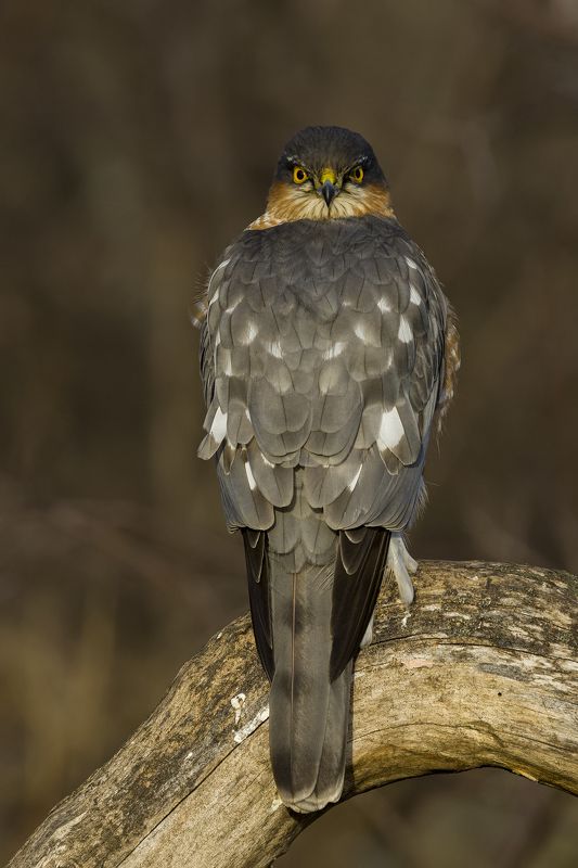 природа ***photo preview