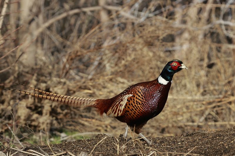 природа Фазанphoto preview