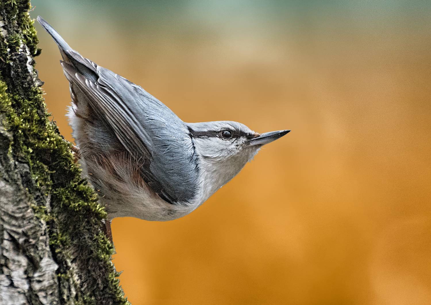 ***. Автор: Олег Тыркин , Олег Тыркин