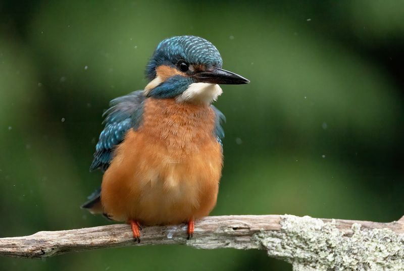 kingfisher, birds, nature, wildlife, canon Kingfisherphoto preview
