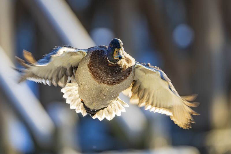 утка, кряква, полет, птицы Полет кряквыphoto preview