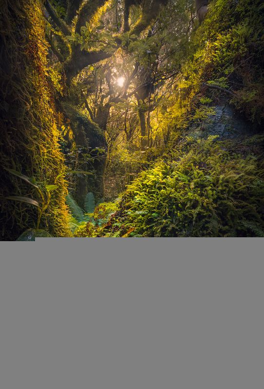 New zealand, taranaki, forest, landscape, travel, outdoors A Glimpse of Light photo preview