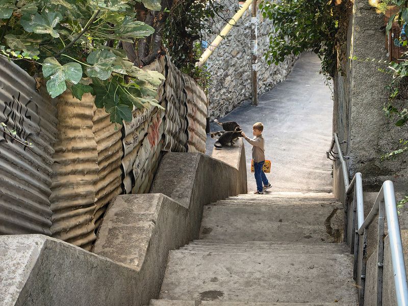 кот, алушта Погладить котиков фото превью