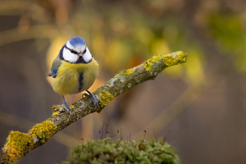 Titmousephoto preview