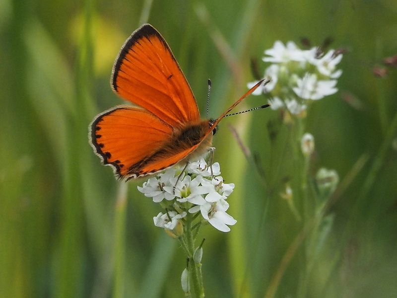 бабочки червонец огненныйphoto preview