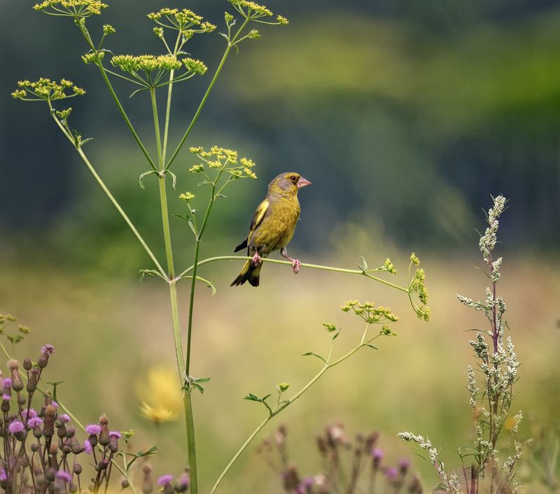 птица, зеленушка, луг, Зеленушки на лугу. (3 фото)photo preview