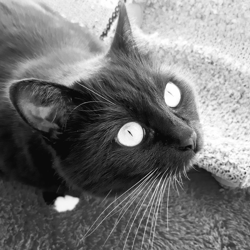 черная кошка Взглядphoto preview