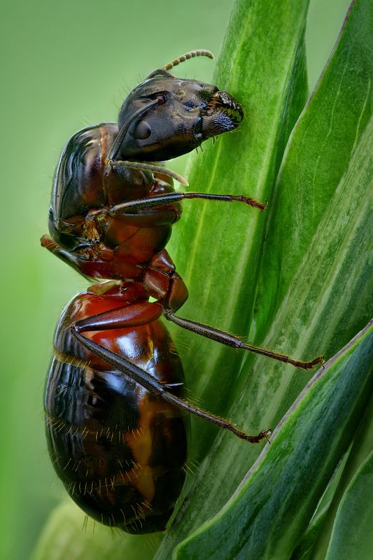 Красногрудый муравей-древоточецphoto preview