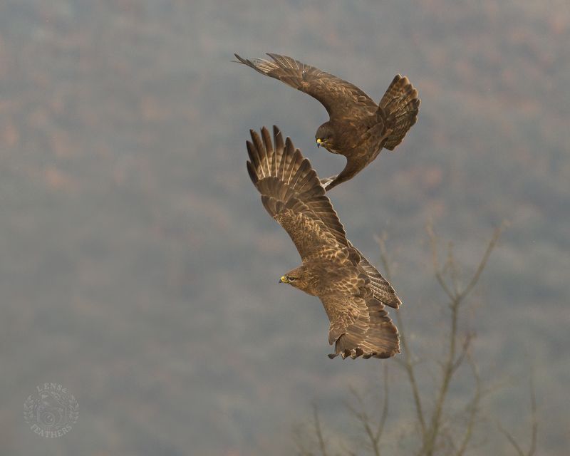 Канюк - Lens and Feathersphoto preview
