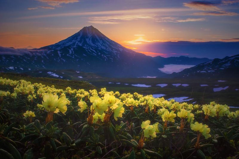 Вилючинские рододендроныphoto preview