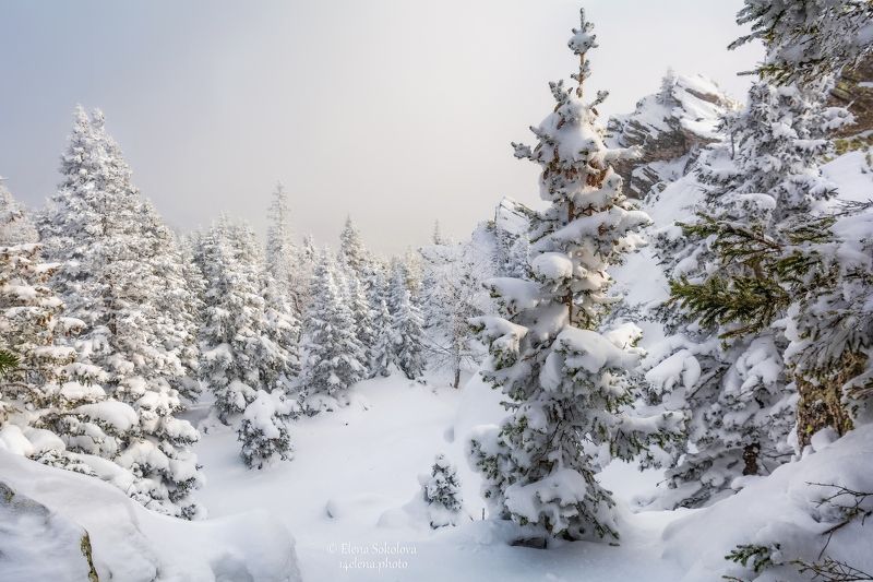 таганай, лес, зима, снег Заснеженные елиphoto preview