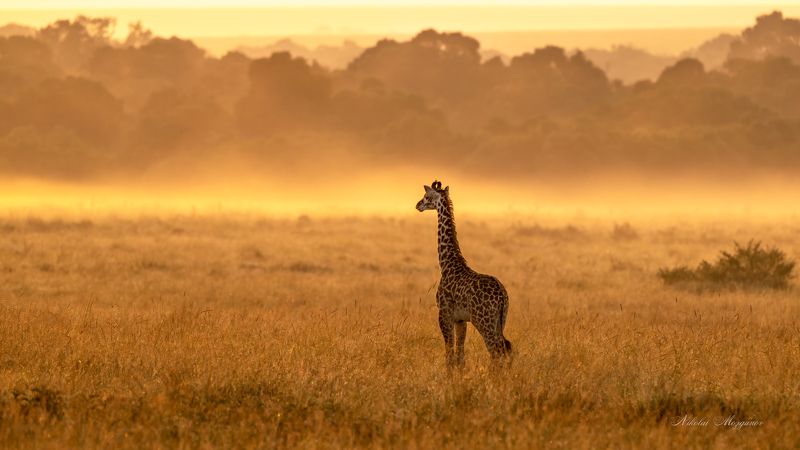 Волшебный туманphoto preview