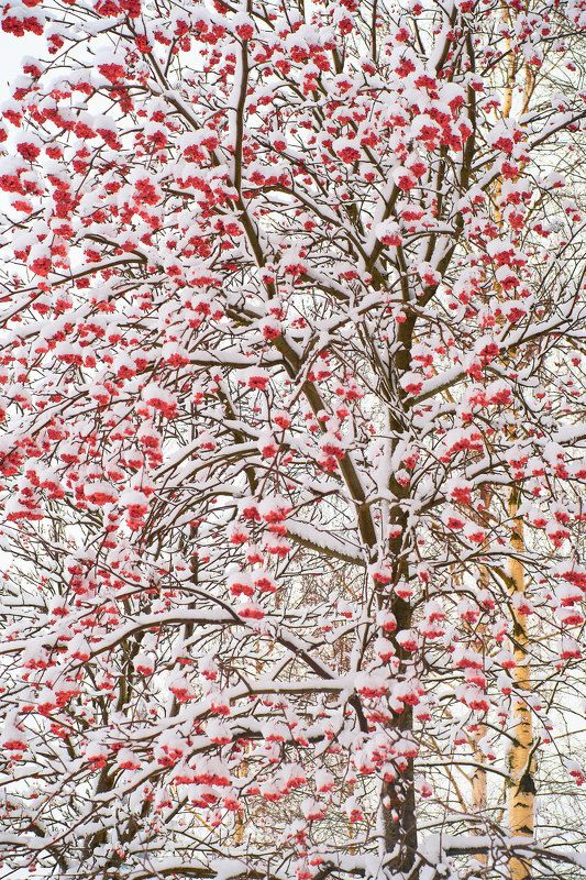 рябина, красные ягоды, снежный парк, деревья, ветви Ветвесплетеньеphoto preview