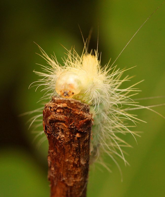 Caterpillar ...photo preview