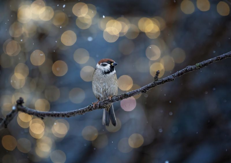 птицы, воробей Рождественская фото превью