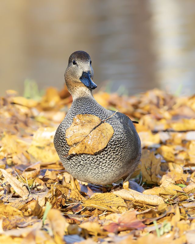 серая утка, утка, осень, золотая осень, птицы Золотой медалистphoto preview