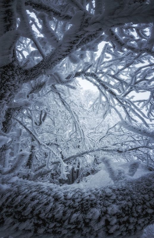 иней, зима, деревья Ставропольские зимние кружеваphoto preview