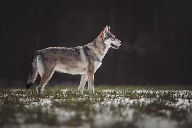 Saarloos Wolfhond  Saarloos Wolfhondphoto preview