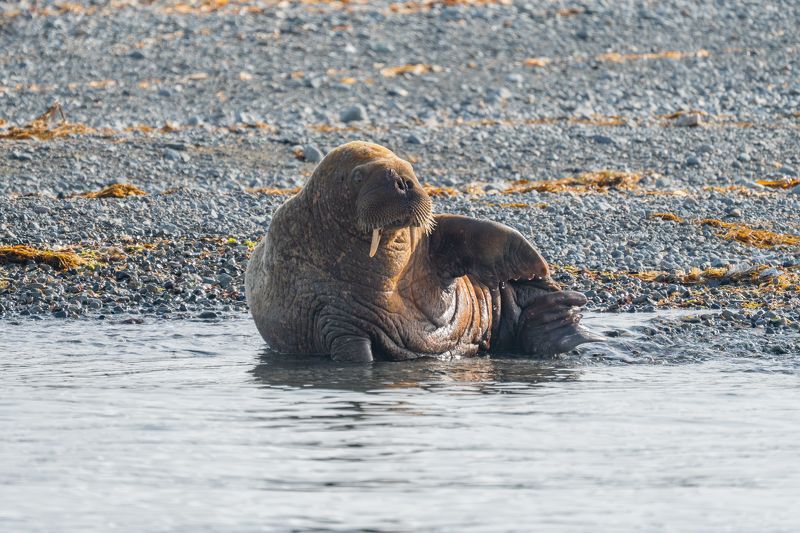 Чукотские моржиphoto preview