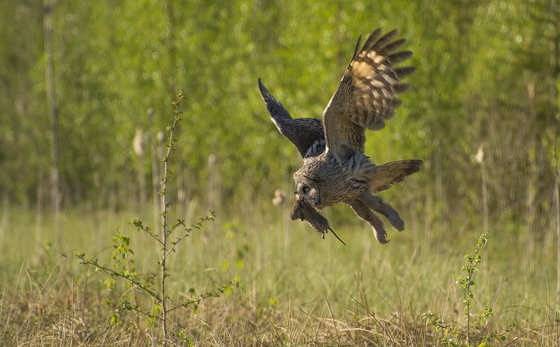 Удачная охота :)photo preview