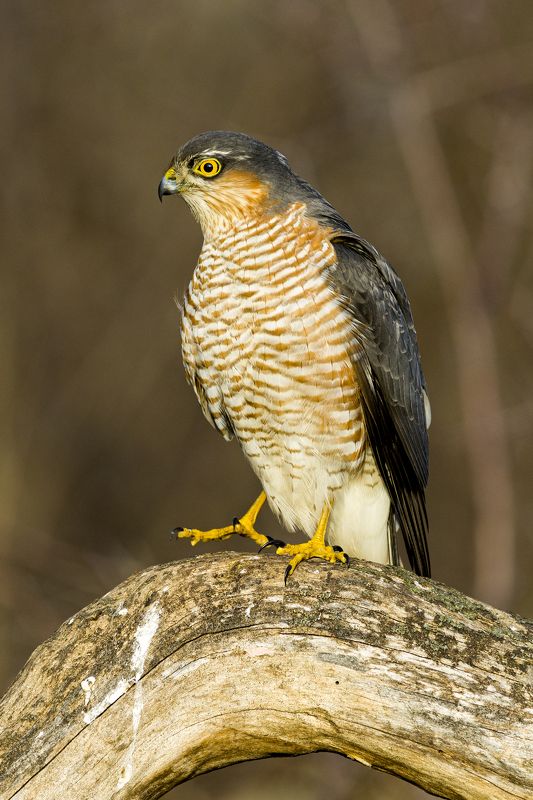 природа ***photo preview