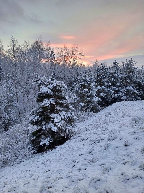 зима, лес В новогоднем лесу фото превью