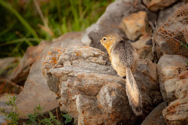 Сусликphoto preview