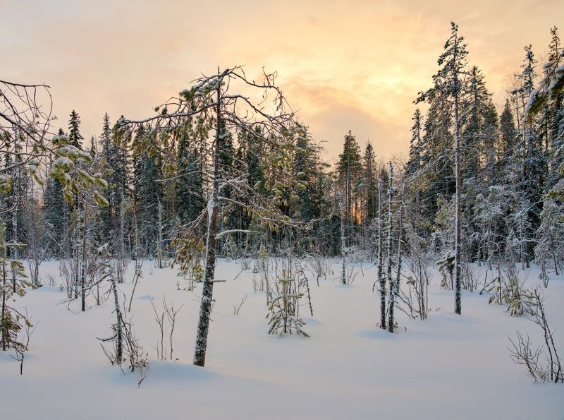 снег закат облака лес болото холод Зимний вечер на болотеphoto preview