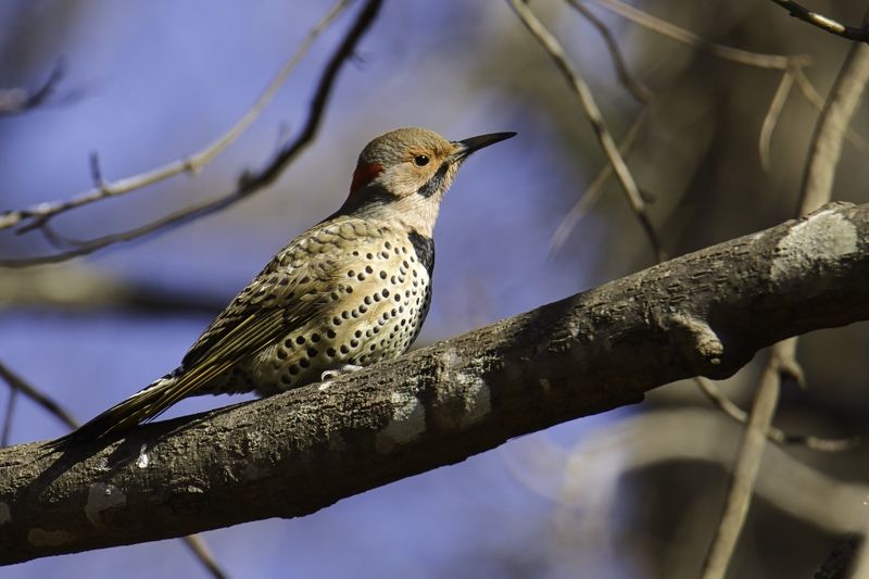 северный мерцающий Северный мерцающийphoto preview