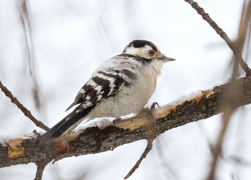 птицы, дятел Малый пёстрый дятелphoto preview