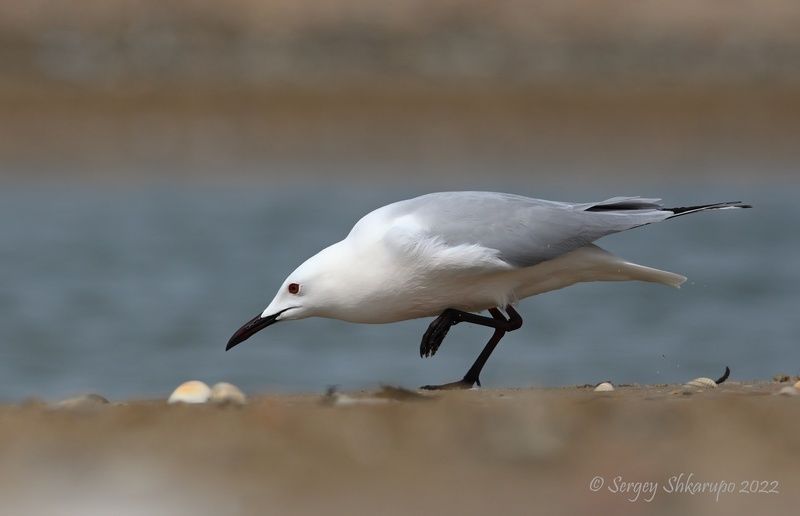 Морской голубок, птицы Морской голубок на пляжеphoto preview