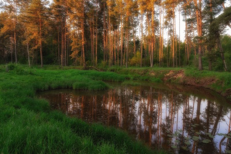 Золотые сосныphoto preview