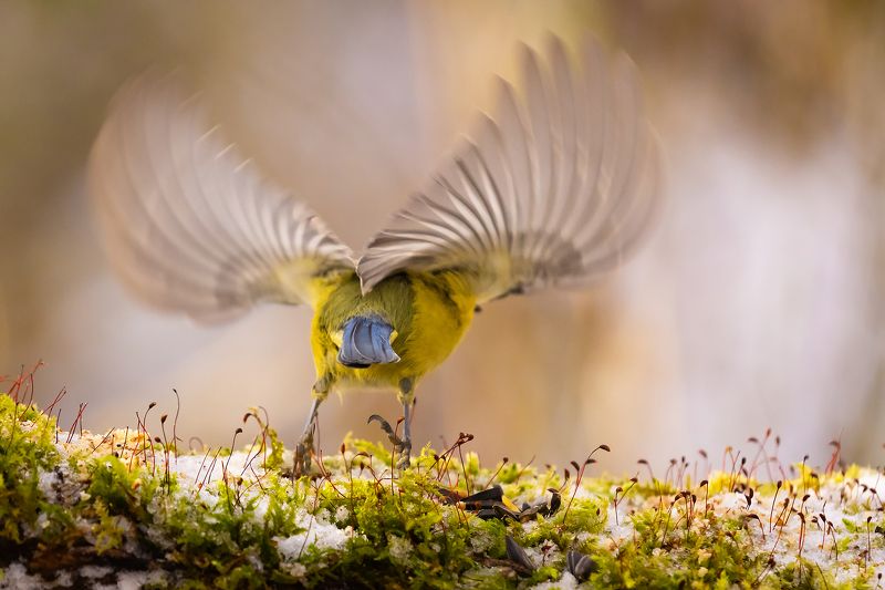 я улетаюphoto preview