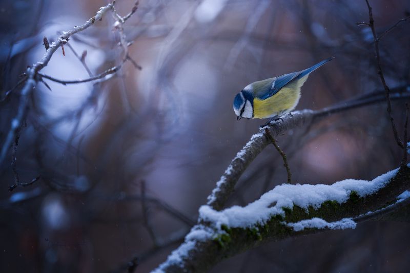 природа, лес, поля, огороды, животные, птицы, макро Зимний рассветphoto preview
